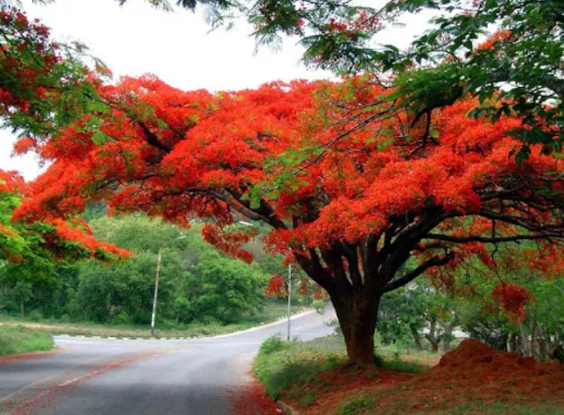 Cảm nghĩ về loài cây mà em yêu thích nhất năm 2021 Cam Nghi Ve Loai Cay Ma Em Yeu Thich Nhat Nam 2021