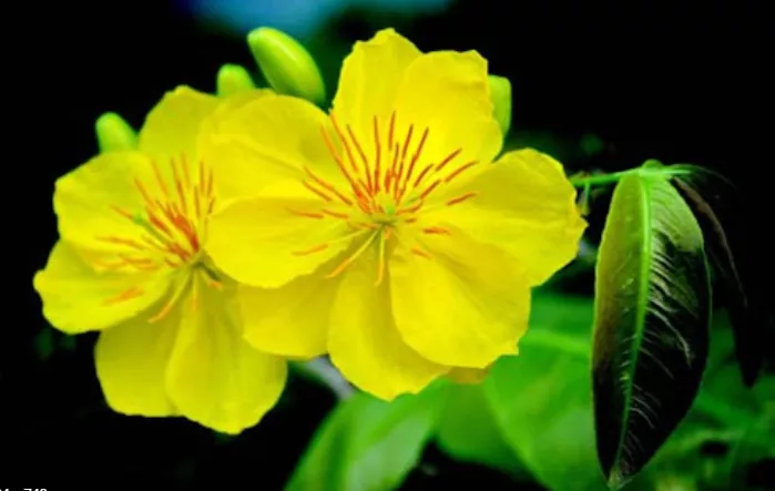 Giới thiệu một loài hoa (như hoa đào, hoa mai,…) hoặc một loài cây xem nhiều nhất Gioi Thieu Mot Loai Hoa Nhu Hoa Dao Hoa Mai Hoac Mot Loai Cay Xnn 2022 38572