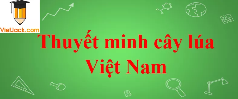 Thuyết minh cây lúa Việt Nam Thuyet Minh Cay Lua Viet Nam Nam 2021