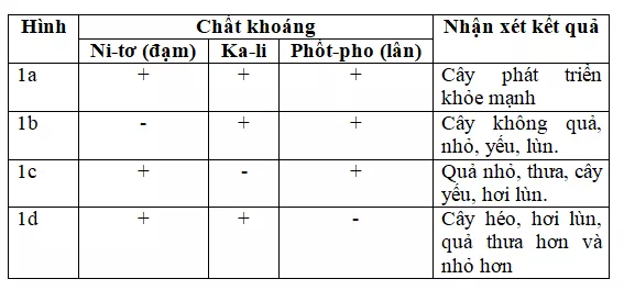 Giải vở bài tập Khoa Học lớp 4 | Vở bài tập Khoa Học 4 Bai 59 Nhu Cau Chat Khoang Cua Thuc Vat 1