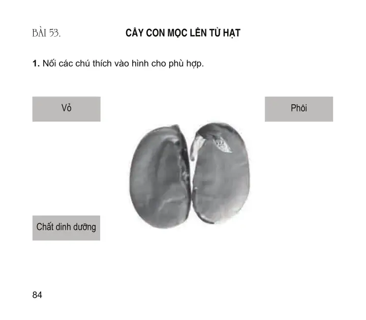 Bài 53: Cây con mọc lên từ hạt