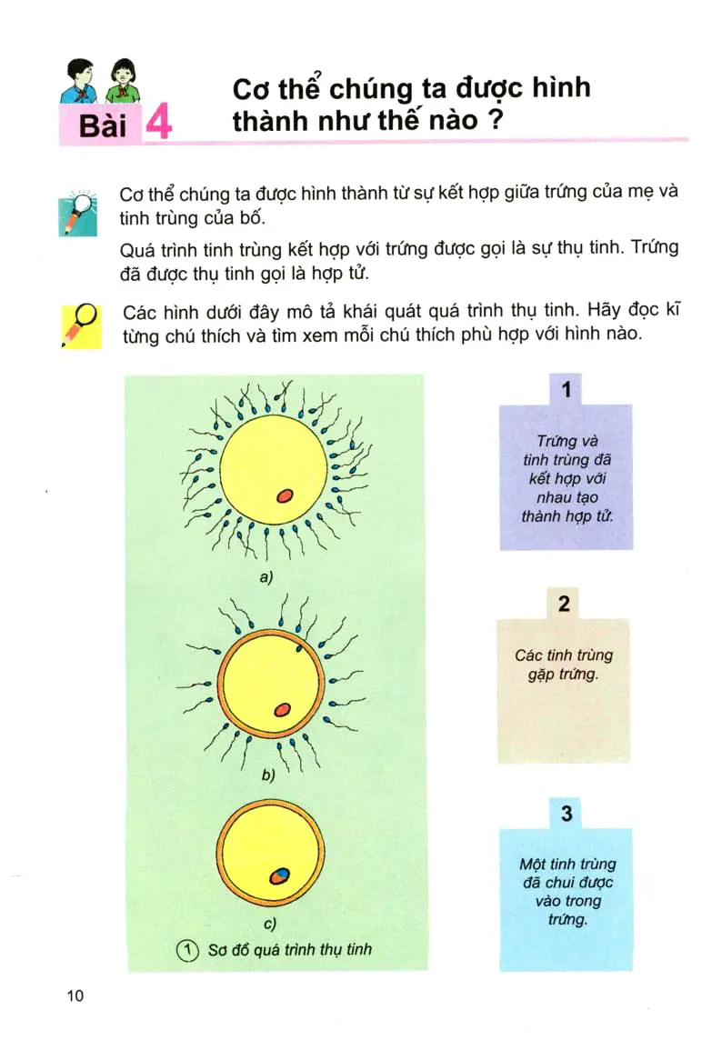 Bài 4: Cơ thể chúng ta được hình thành như thế nào?