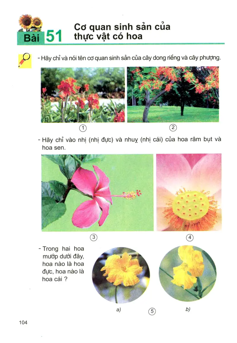 Bài 51: Cơ quan sinh sản của thực vật có hoa