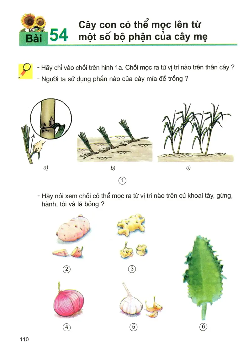 Bài 54: Cây con có thể mọc lên từ một số bộ phận của cây mẹ