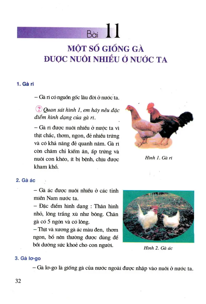 Bài 11. Một số giống gà được nuôi nhiều ở nước ta