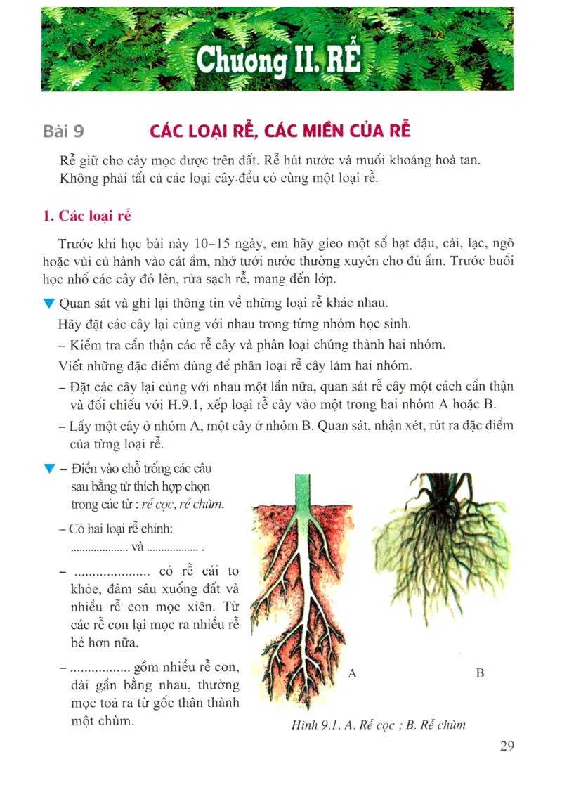 Bài 9: Các loại rễ, các miền của rễ