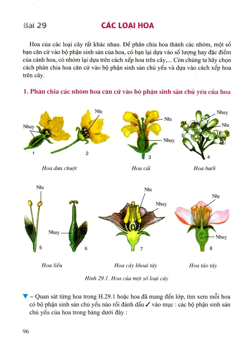 Bài 29: Các loại hoa