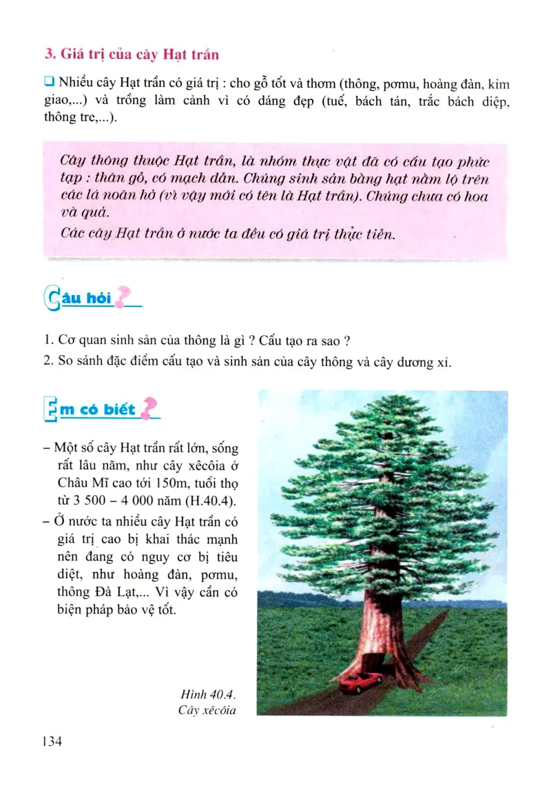 Bài 40: Hạt trần - Cây thông