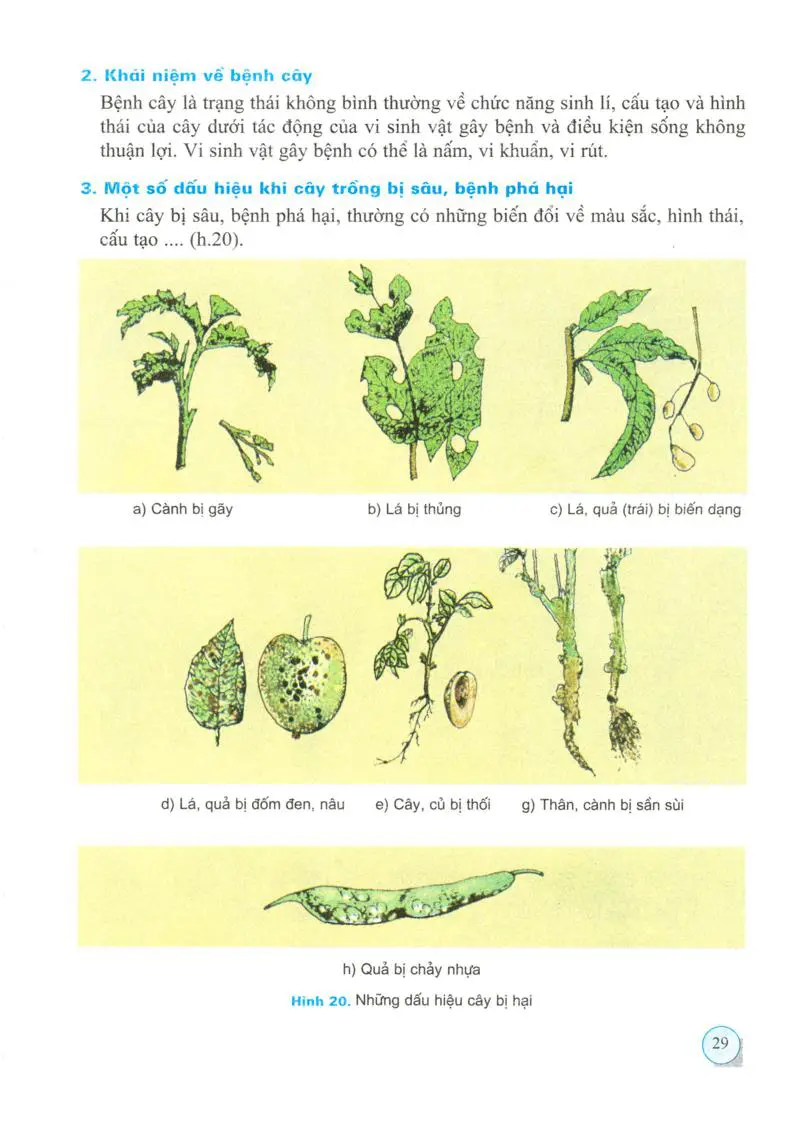 Bài 12: Sâu, bệnh hại cây trồng