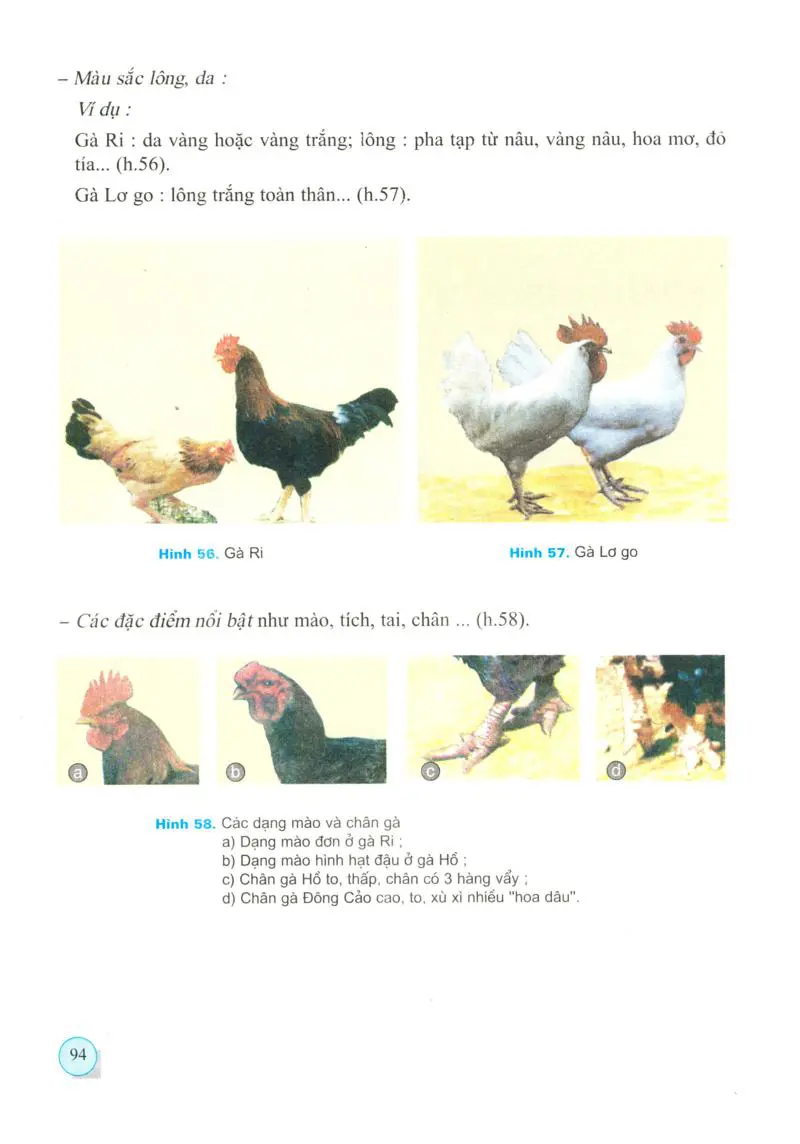 Bài 35: Thực Hành : Nhận biết và chọn một số giống gà quan sát ngoại hình và đo kích thước các chiều