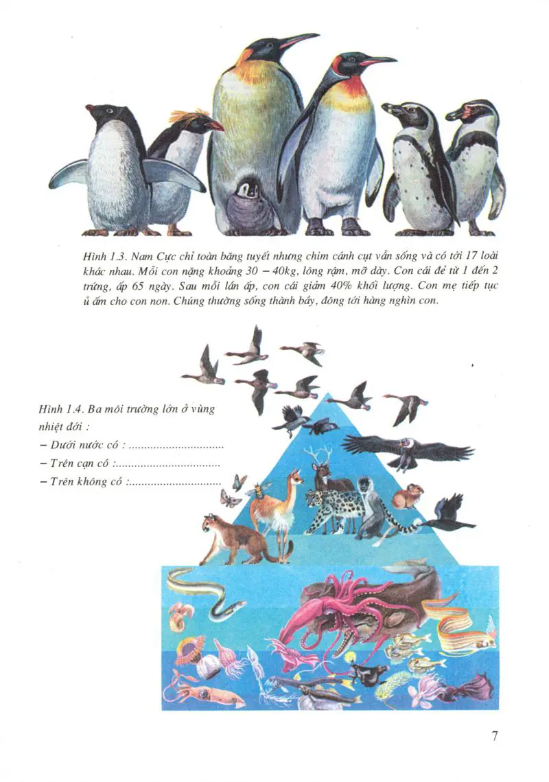 Bài 1: Thế giới động vật đa dạng, phong phú
