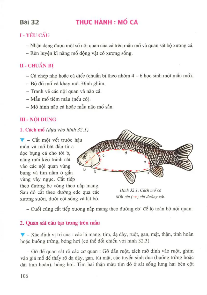 Bài 32: Thực hành: Mổ cá