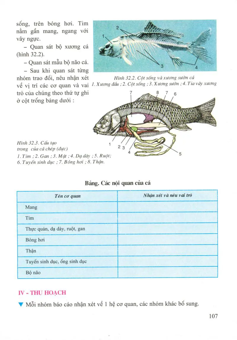 Bài 32: Thực hành: Mổ cá