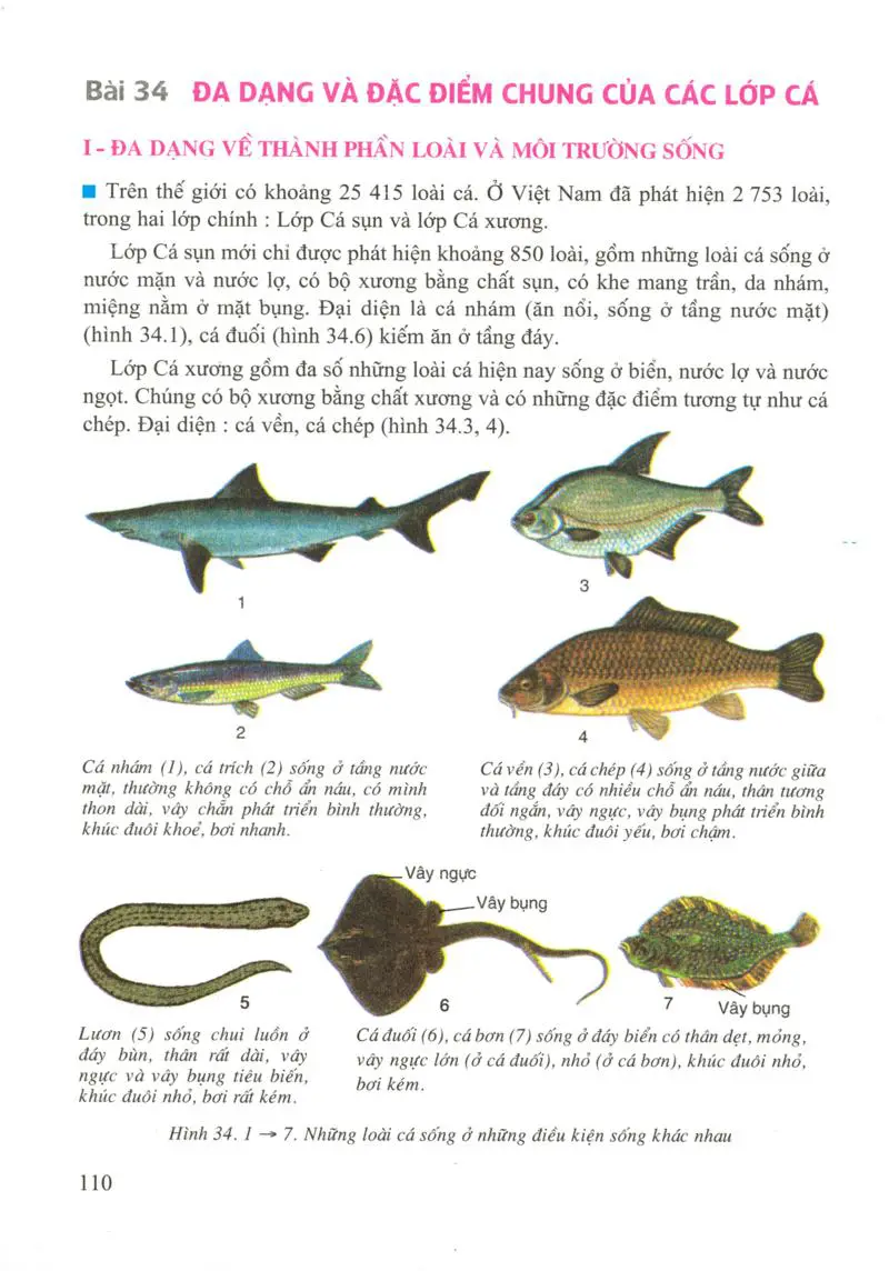 Bài 34: Đa dạng và đặc điểm chung của các lớp Cá