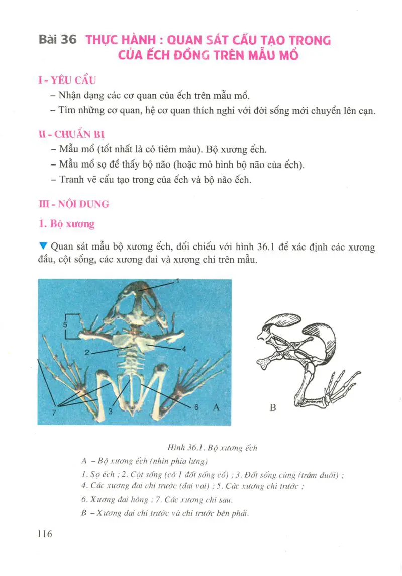 Bài 36: Thực hành: QUan sát cấu tạo trong của ếch đồng trên mẫu mỗ