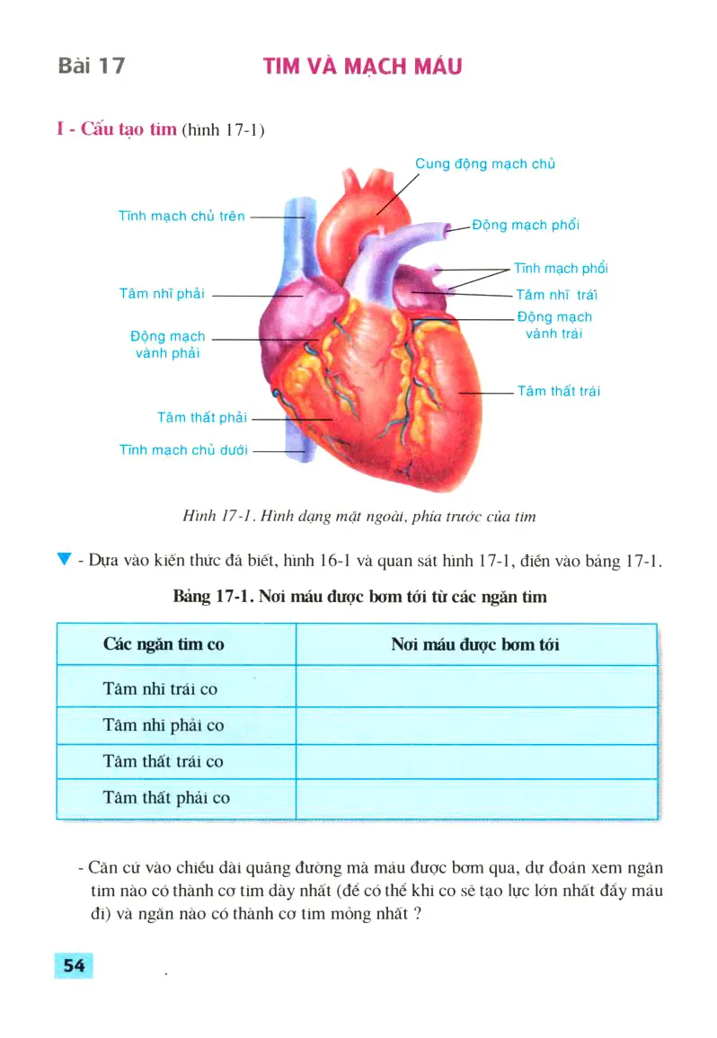 Bài 17: Tim và mạch máu