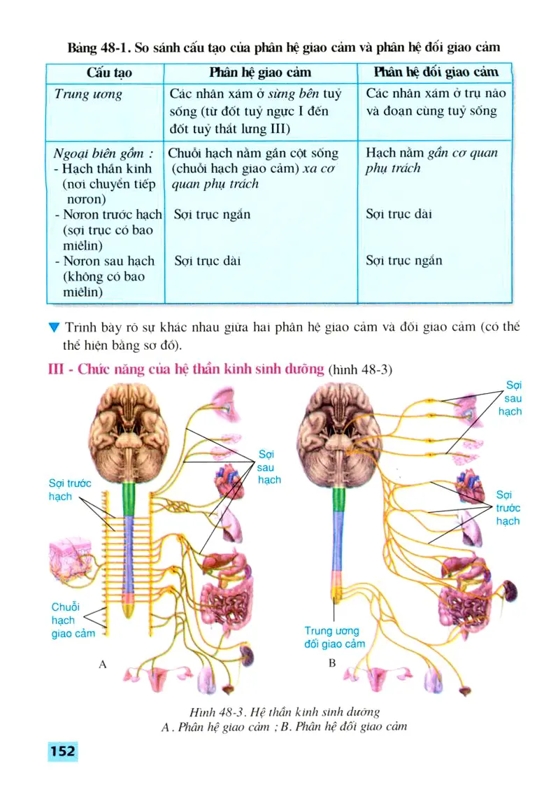 Bài 48: Hệ thần kinh sinh dưỡng