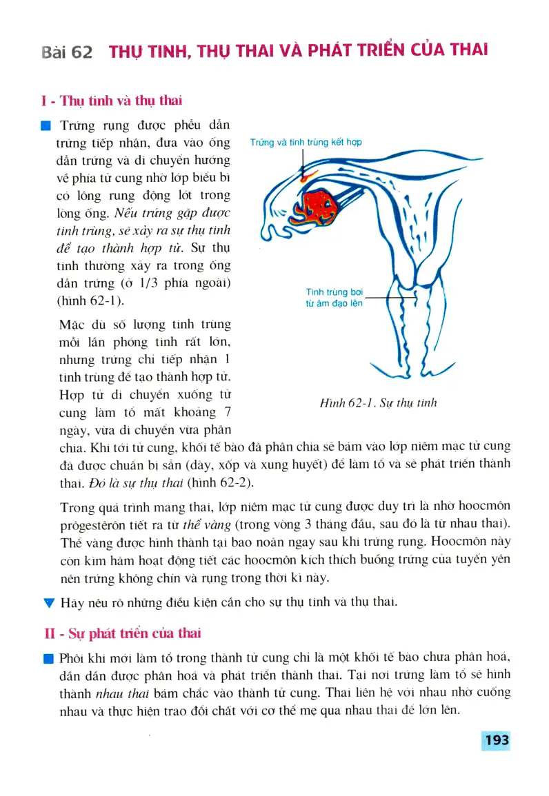 Bài 62: Thụ tinh, thụ thai và phát triển của thai
