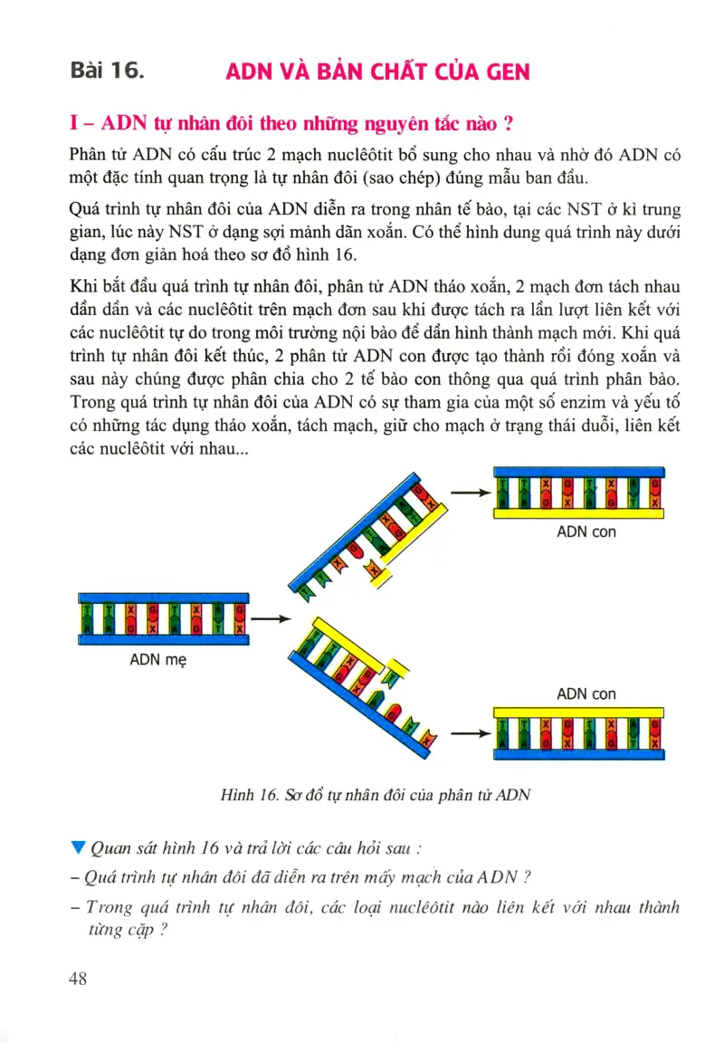 Bài 16: ADN và bản chất của gen