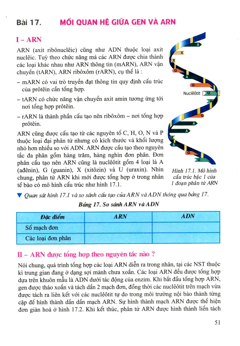 Quan sát hình trong mục II 4b phân biệt các loại RNA về cấu trúc và chức  năng  Olm