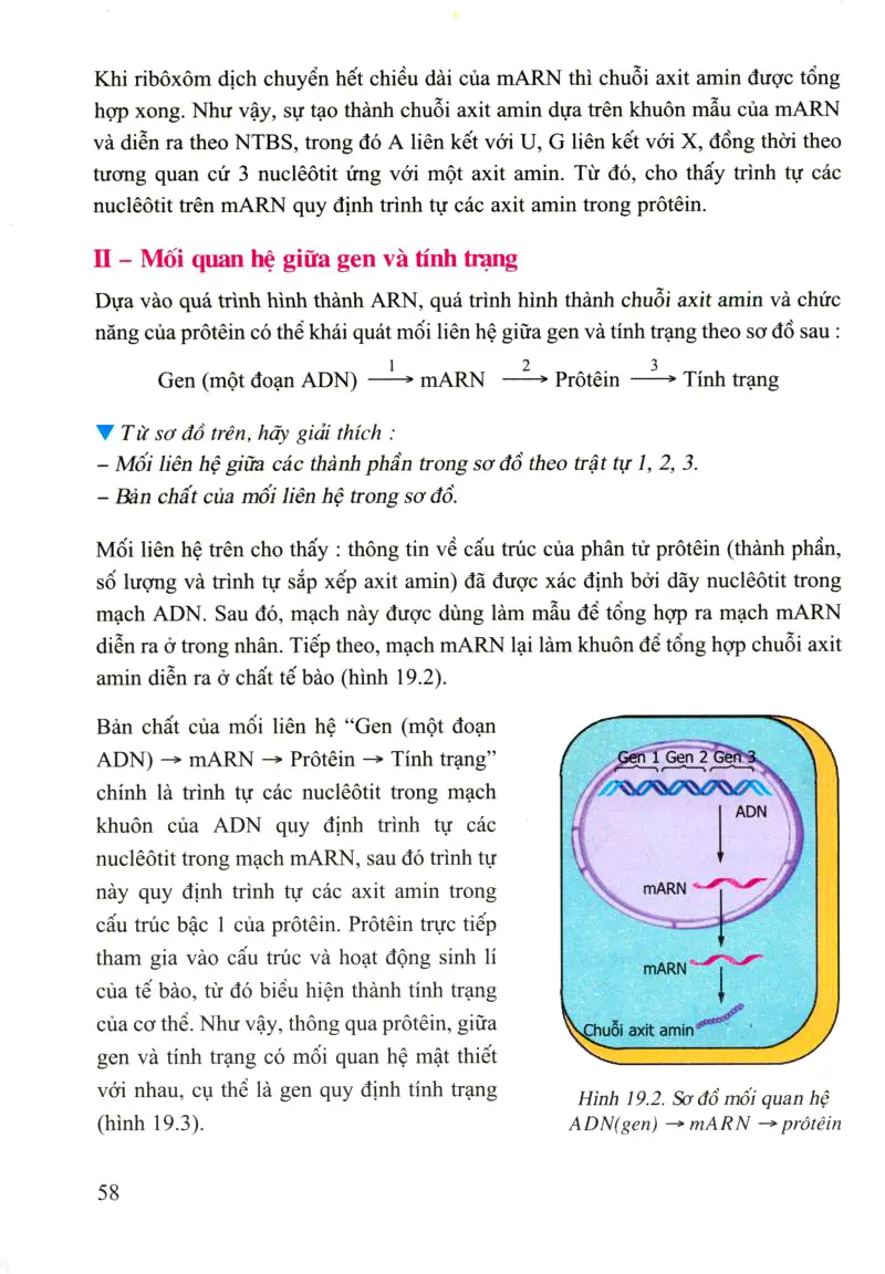 Bài 19: Mối quan hệ giữa gen và tính trạng