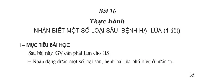 Bài 16. Thực hành - Nhận biết một số loại sâu, bệnh hại lúa (1 tiết)