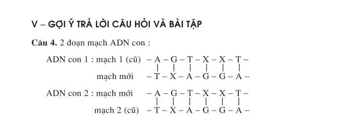 Bài 16. ADN và bản chất của gen