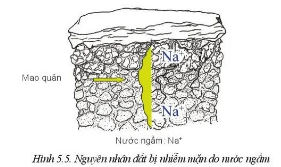 Quan sát Hình 5.5 và giải thích nguyên nhân hình thành đất mặn Cau Hoi 1 Trang 27 Cong Nghe 10 Cntt