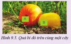 Quan sát Hình 9.5 và giải thích vì sao lại có sự khác nhau về màu sắc của hai quả bí Cau Hoi 2 Trang 50 Cong Nghe 10 Cntt