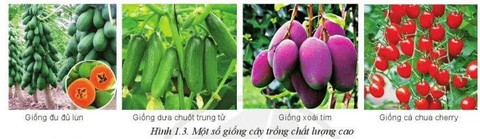 Các giống cây trồng chất lượng cao trong Hình 1.3 có những ưu điểm nổi bật gì Cau Hoi 2 Trang 7 Cong Nghe 10 Cntt