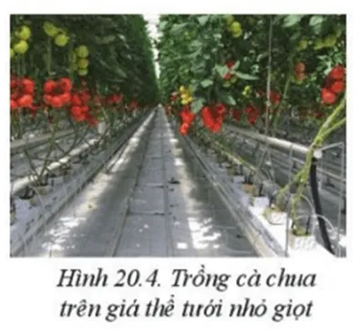 Quan sát hình 20.4, cho biết loại cây trồng nào khác có thể trồng và áp dụng công nghệ  Cau Hoi Trang 111 Cong Nghe 10 Cntt 144304