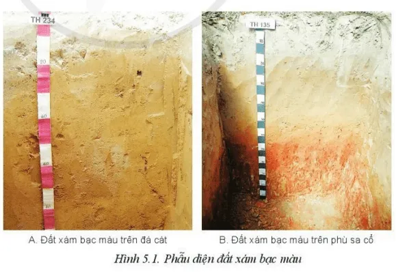 Quan sát Hình 5.1 và cho biết đặc điểm của đất xám bạc màu trên đá cát Cau Hoi Trang 25 Cong Nghe 10 Cntt