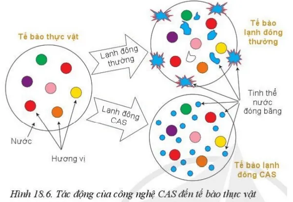 Quan sát hình 18.6, cho biết tinh thể nước đóng băng ở tế bào lạnh đông khác với ở tế bào lạnh đông CAS Luyen Tap 1 Trang 100 Cong Nghe 10 Cntt 144289