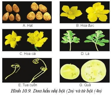 Hãy so sánh các bộ phận của cây dưa hấu nhị bộ (2n) và tứ bội (4n) trong Hình 10.9 Luyen Tap 1 Trang 56 Cong Nghe 10 Cntt