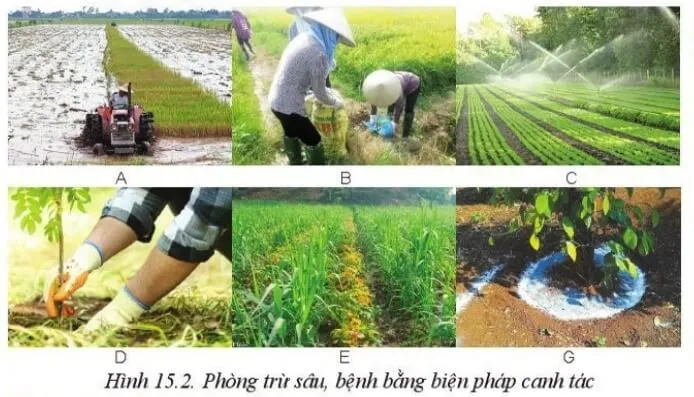 Mô tả những hoạt động phòng trừ sâu, bệnh trong Hình 15.2 Luyen Tap 1 Trang 79 Cong Nghe 10 Cntt