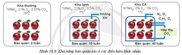 Em hãy so sánh điều kiện và hiệu quả bảo quản ở 3 loại kho: kho thường, kho lạnh, kho CA Luyen Tap 2 Trang 101 Cong Nghe 10 Cntt 144291