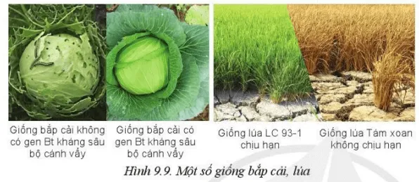 Ngoài những giống cây ở Hình 9.9, em hãy kể thêm những giống cây kháng bệnh Luyen Tap 2 Trang 52 Cong Nghe 10 Cntt