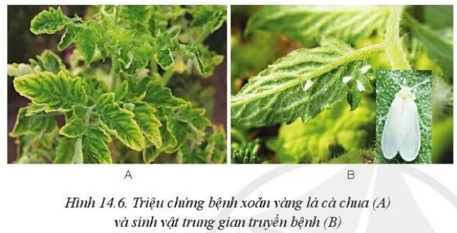 Quan sát Hình 14.6 và mô tả triệu chứng của bệnh xoăn vàng lá cà chua Luyen Tap 2 Trang 76 Cong Nghe 10 Cntt