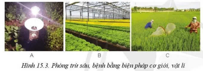 Hãy mô tả những hoạt động phòng trừ sâu hại trong Hình 15.3 Luyen Tap 2 Trang 80 Cong Nghe 10 Cntt