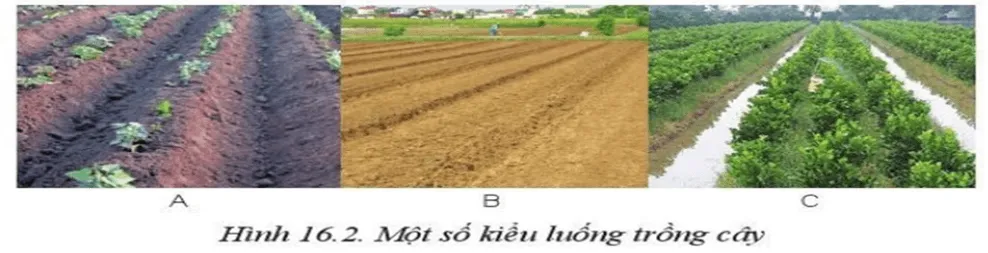 Em hãy quan sát hai kiểu luống A, B ở Hình 16.2 và cho biết kiểu luống nào thích hợp Luyen Tap 2 Trang 87 Cong Nghe 10 Cntt 144272