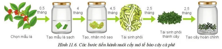 Quan sát Hình 11.6 và nêu các bước nhân giống cây cà phê Luyen Tap 3 Trang 61 Cong Nghe 10 Cntt