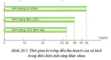 Quan sát Hình 20.3 và cho biết trồng xà lách sử dụng ánh sáng LED đơn sắc Luyen Tap Trang 110 Cong Nghe 10 Cntt 2 144303