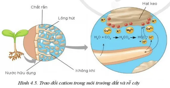 Quan sát Hình 4.5 và mô tả cơ chế trao đổi ion giữa keo đất và rễ cây Luyen Tap Trang 23 Cong Nghe 10 Cntt