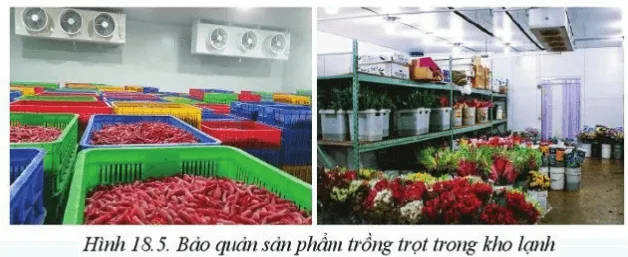 Em hãy chỉ ra sự khác nhau về vật dụng chứa đựng, cách sắp xếp ớt và hoa Luyen Tap Trang 99 Cong Nghe 10 Cntt 144288