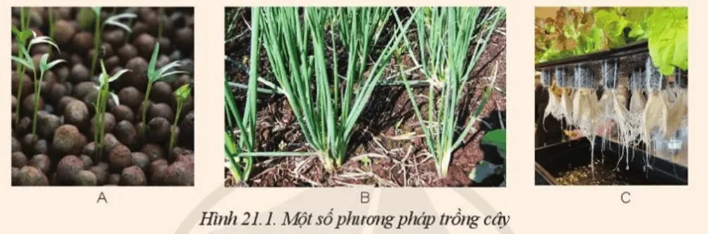 Quan sát Hình 21.1, cho biết hình nào mô tả phương pháp trồng cây không dùng đất Mo Dau Trang 112 Cong Nghe 10 Cntt 144306