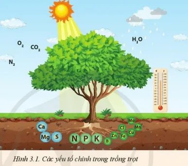  Em hãy chỉ ra những yếu tố chính trong trồng trọt có ảnh hưởng đến cây trồng  Mo Dau Trang 12 Cong Nghe 10 Cntt