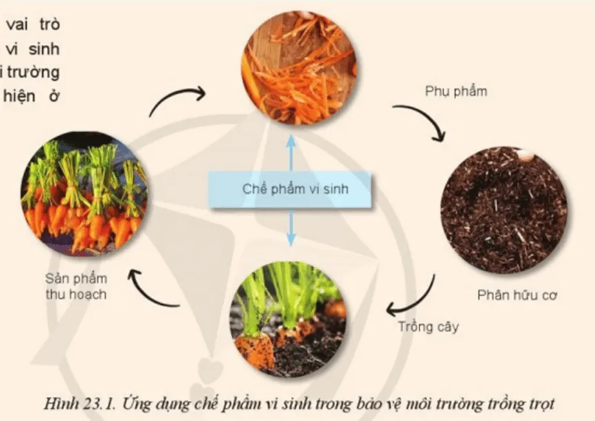 Hãy giải thích vai trò của chế phẩm vi sinh trong bảo vệ môi trường trồng trọt Mo Dau Trang 124 Cong Nghe 10 Cntt 144318