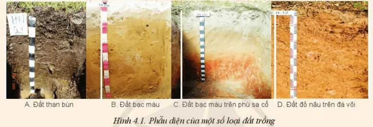 Em hãy đưa ra nhận xét về hình thái của phẫu diện một số loại đất trồng Mo Dau Trang 21 Cong Nghe 10 Cntt