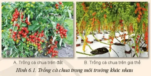 Cho biết sự khác nhau về môi trường sống của cây cà chua trong Hình 6.1A và 6.1B Mo Dau Trang 32 Cong Nghe 10 Cntt