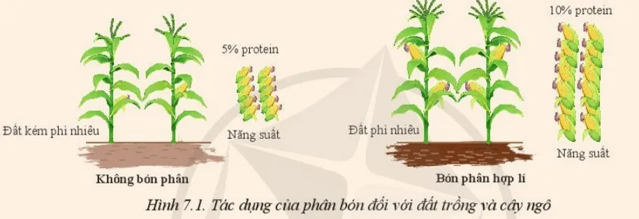 Quan sát Hình 7.1 và cho biết phân bón ảnh hưởng như thế nào đến độ phì nhiêu Mo Dau Trang 39 Cong Nghe 10 Cntt